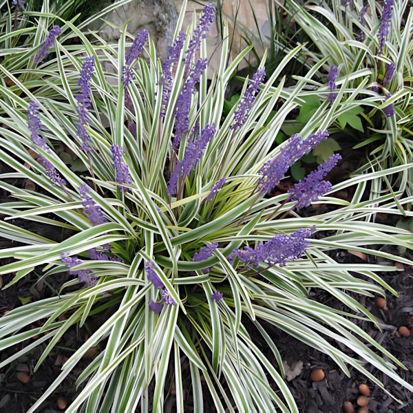 PHP-LIRIOPE MUS. VARIEGATA - Image 3