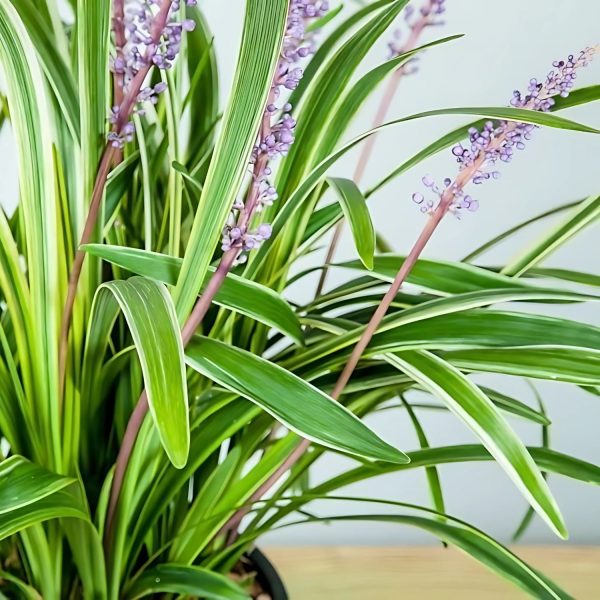 PHP-LIRIOPE MUS. VARIEGATA - Image 4