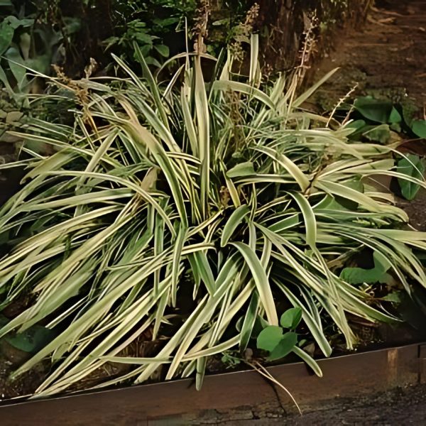 PHP-LIRIOPE MUS. VARIEGATA - Image 5