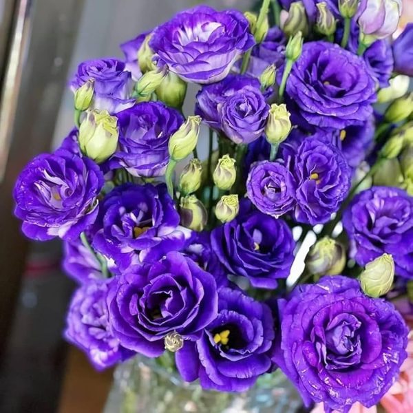 LISIANTHUS - Image 3