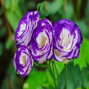 LISIANTHUS