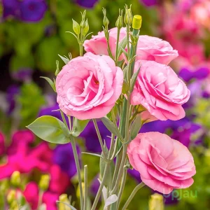LISIANTHUS SPP.