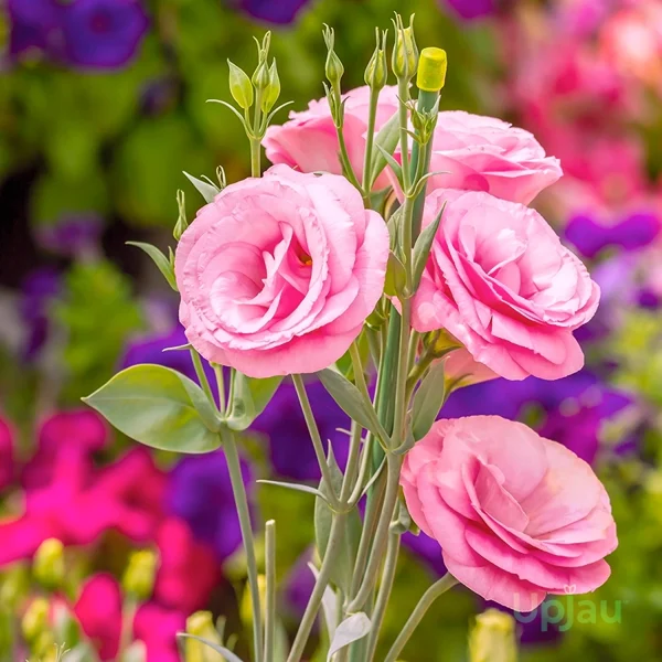 LISIANTHUS SPP. - Image 2