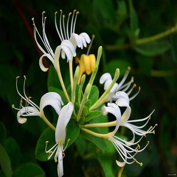 LONICARA JAPONICA - Image 4
