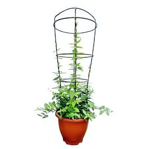 LONICARA JAPONICA