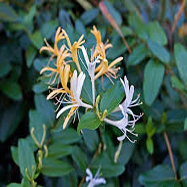 LONICARA JAPONICA - Image 2