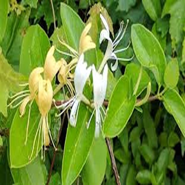 LONICARA JAPONICA - Image 3