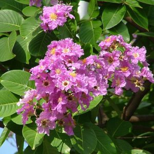 LAGERSTROEMIA FLOSREGINAE