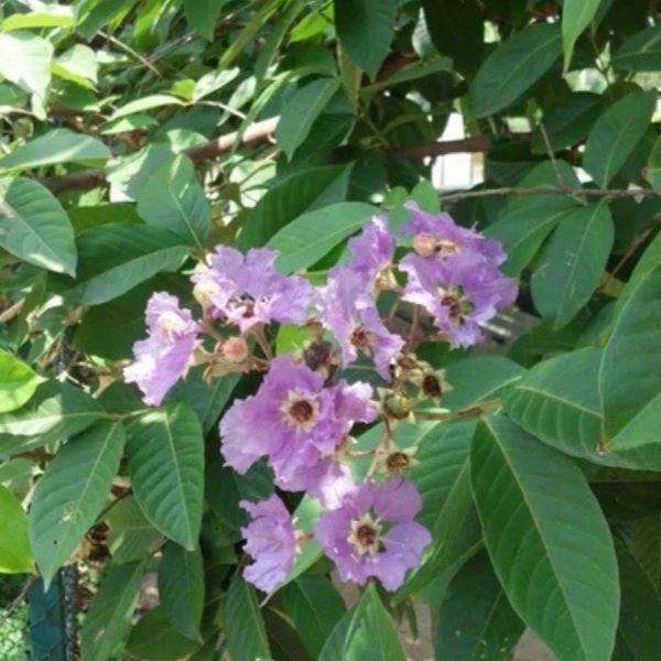 LAGERSTROEMIA FLOSREGINAE - Image 3