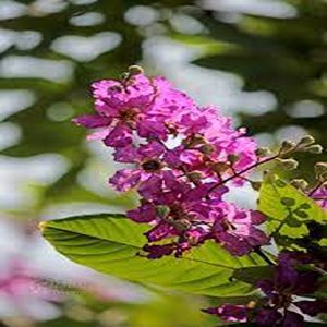 LAGERSTROEMIA FLOSREGINAE