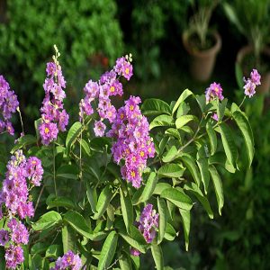 LAGERSTROEMIA SPECIOSA