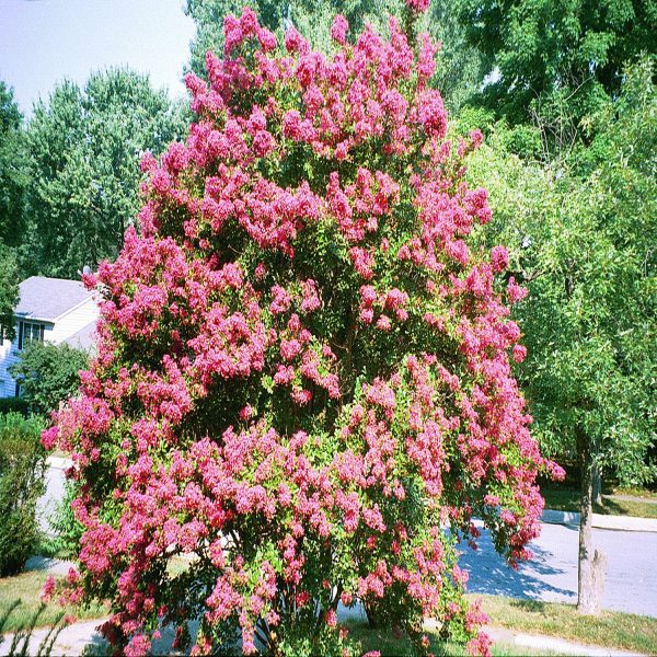 LAGERSTROEMIA THORELLI - Image 3