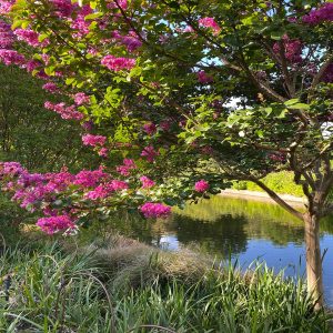 LAGERSTROEMIA THORELLI