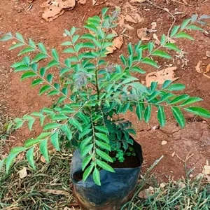 LAGERSTROEMIA THORELLI