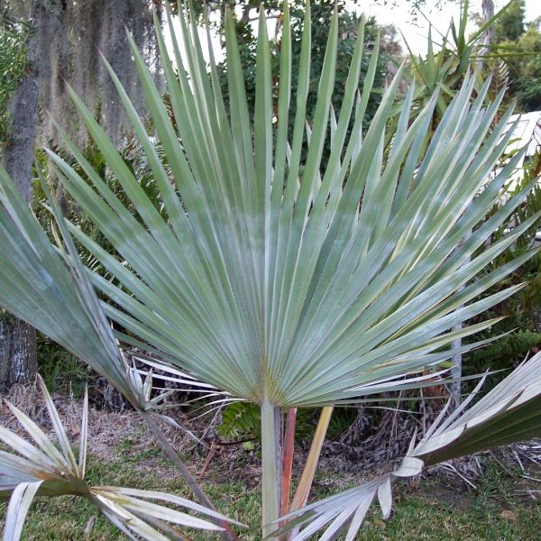LATANIA LONTAROIDES - Image 3