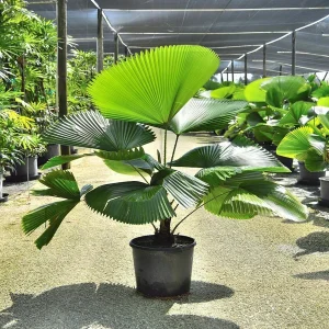 LICULA GRANDIS
