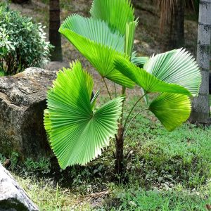 LICULA GRANDIS