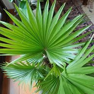 PHP-LIVISTONA CHINENSIS