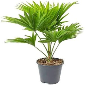 PHP-LIVISTONA CHINENSIS
