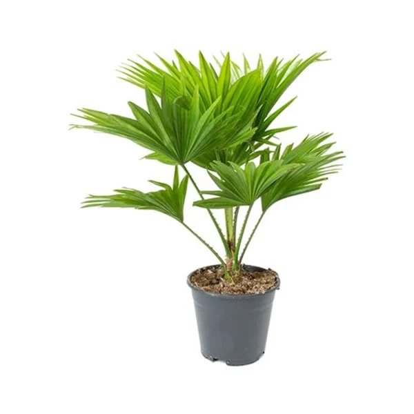 PHP-LIVISTONA ROTUNDIFOLIA