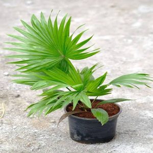 PHP-LIVISTONA ROTUNDIFOLIA