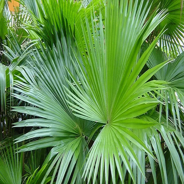 PHP-LIVISTONA ROTUNDIFOLIA - Image 3