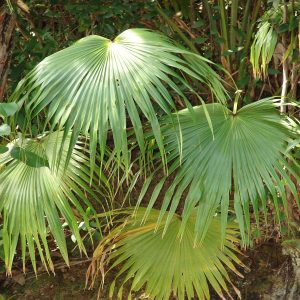 LIVISTONIA CHINENSIS