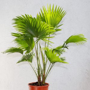 LIVISTONIA ROTUNDIFOLIA
