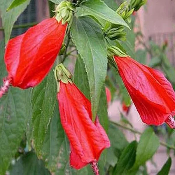 MALVAVISCUS ARBOREUS VARIEGATA - Image 3
