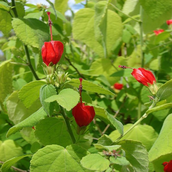 MALVAVISCUS ARBOREUS - Image 2