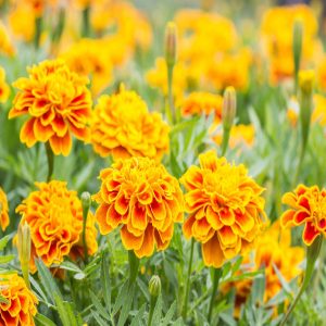 MARIGOLD FRENCH SPP
