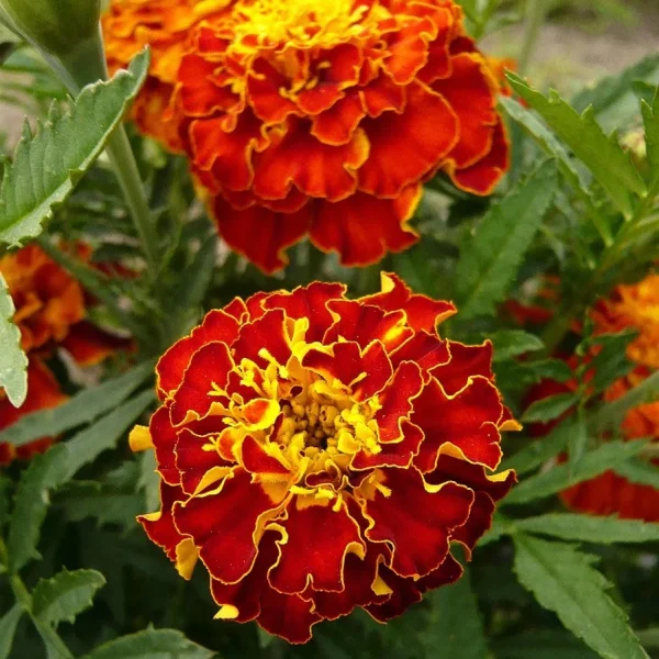 MARIGOLD FRENCH SPP - Image 4
