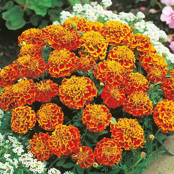 MARIGOLD FRENCH - Image 4