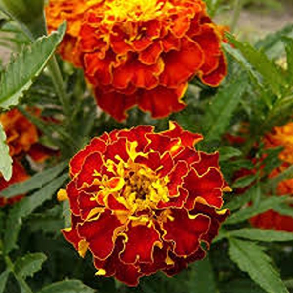 MARIGOLD FRENCH - Image 3