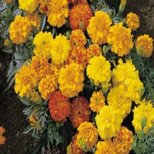 MARIGOLD