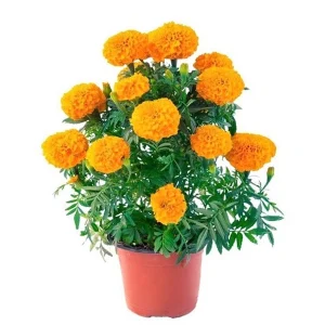 MARIGOLD