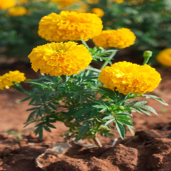 MARIGOLD - Image 3