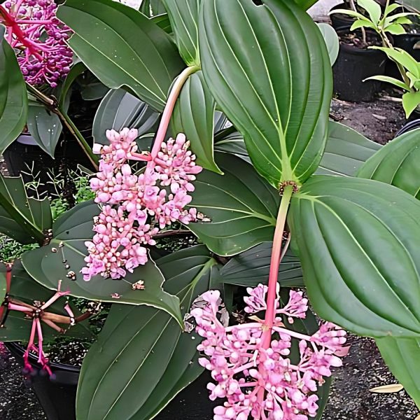 PHP-MEDINILLA CURTISII - Image 4