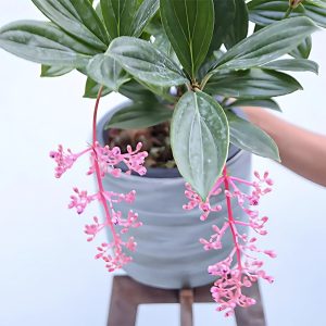 PHP-MEDINILLA CURTISII