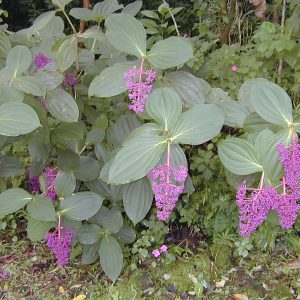 HP-MEDINILLA CURTISII