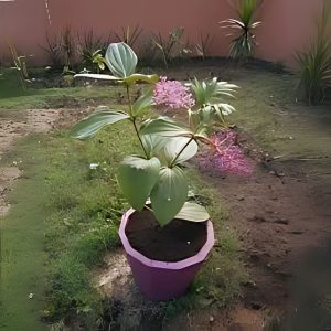PHP-MEDINILLA CURTISII