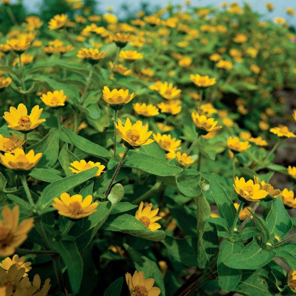 MELAMPODIUM SPP. - Image 3