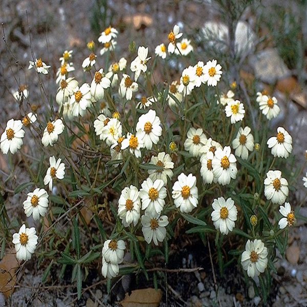 MELAMPODIUM SPP. - Image 4