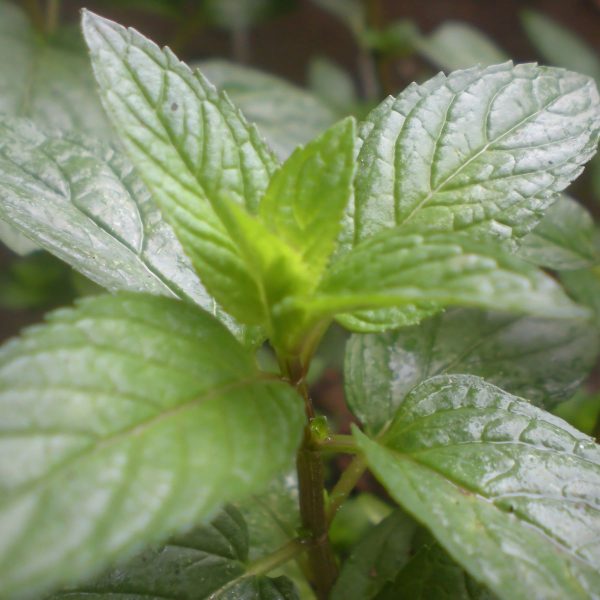 MENTHA PIPERTIA - Image 3