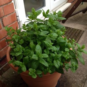MENTHA PIPERTIA
