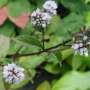 MENTHA PIPERTIA