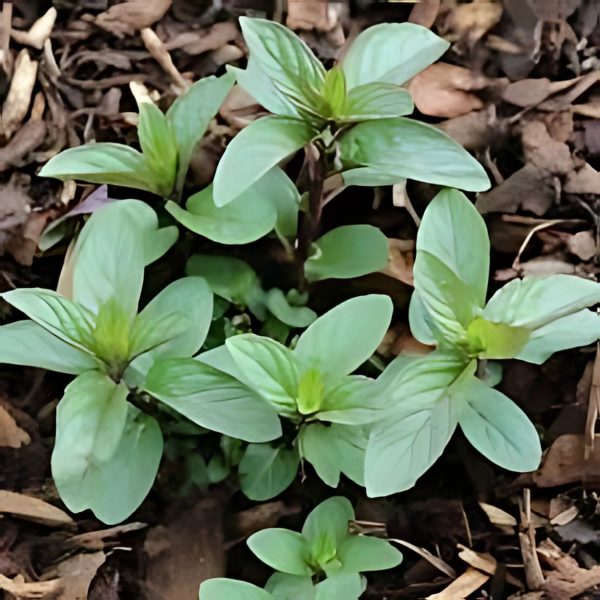 MENTHA PIPERTIA - Image 4