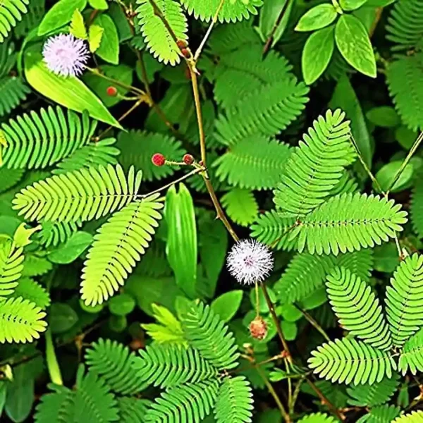 MIMOSA PUDICA - Image 6