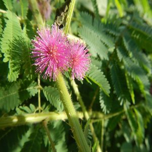 MIMOSA PUDICA