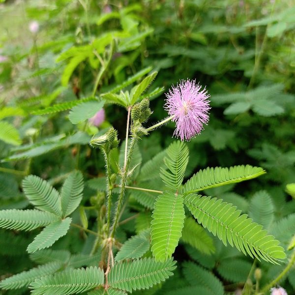 MIMOSA PUDICA - Image 4